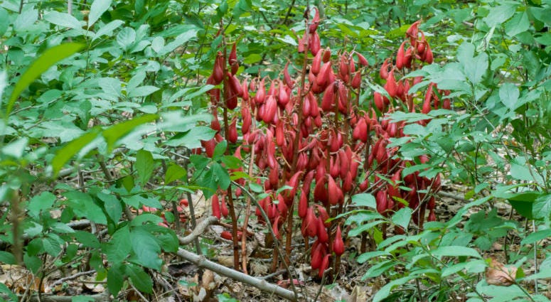 Longwood Gardens discovered a rare, non-native plant in a wooded area that's not open to the public, called Cyrtosia Septentrionalis, a native of Japan. Longwood Gardens discovered a rare, non-native plant in a wooded area that's not open to the public, called Cyrtosia Septentrionalis, a native of Japan.